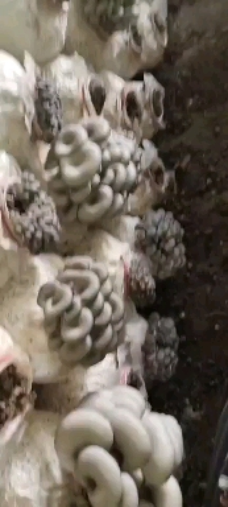 优质反季节蘑菇，大叶小叶都有。质量保证，可长期供应