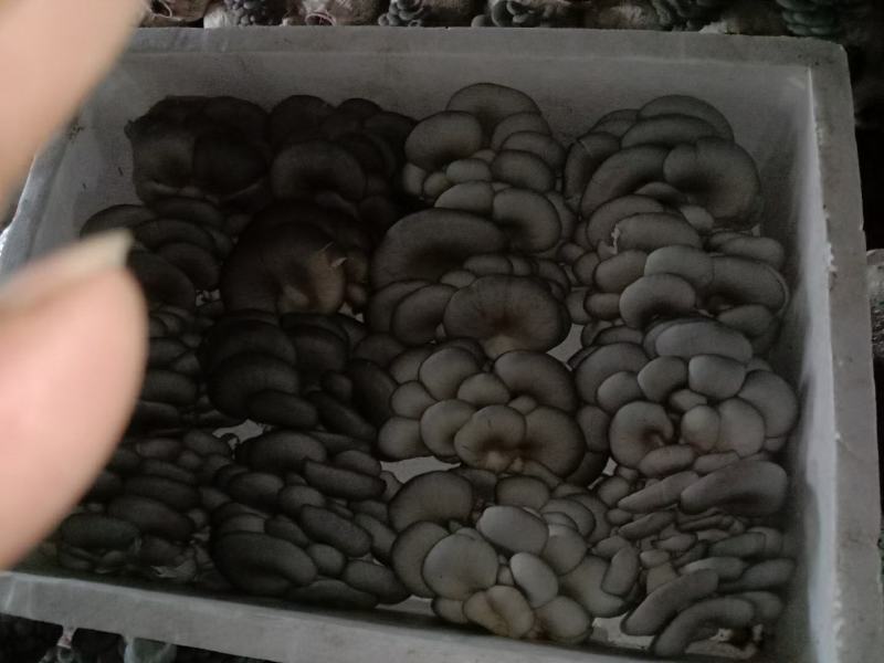优质反季节蘑菇，大叶小叶都有。质量保证，可长期供应