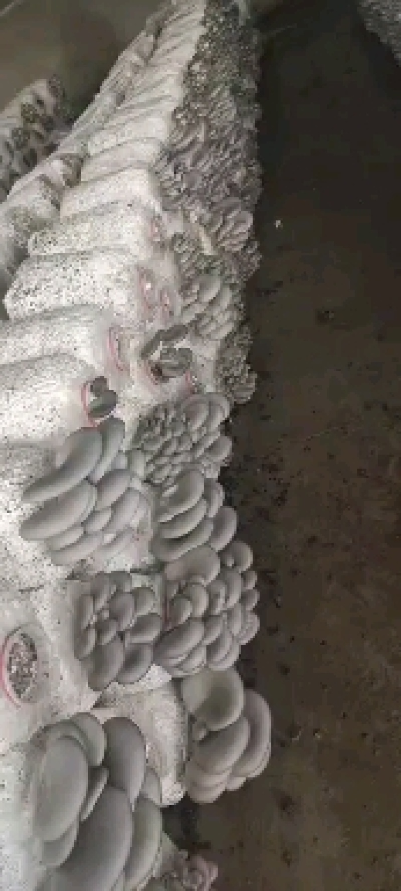 精品大叶蘑菇，开始预订，2天后发货
