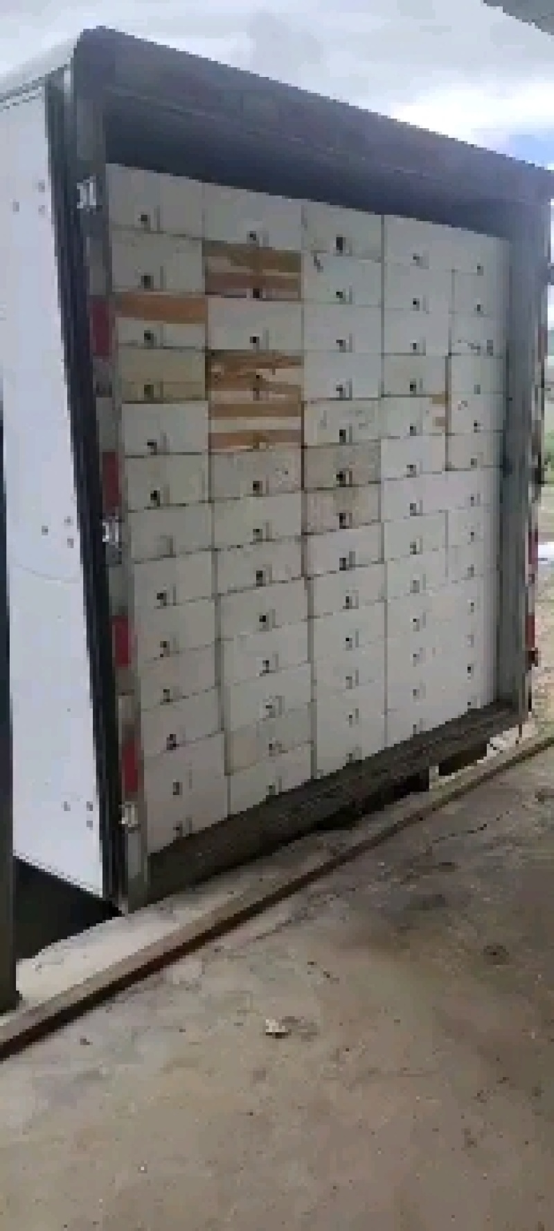 精品大叶蘑菇，开始预订，2天后发货