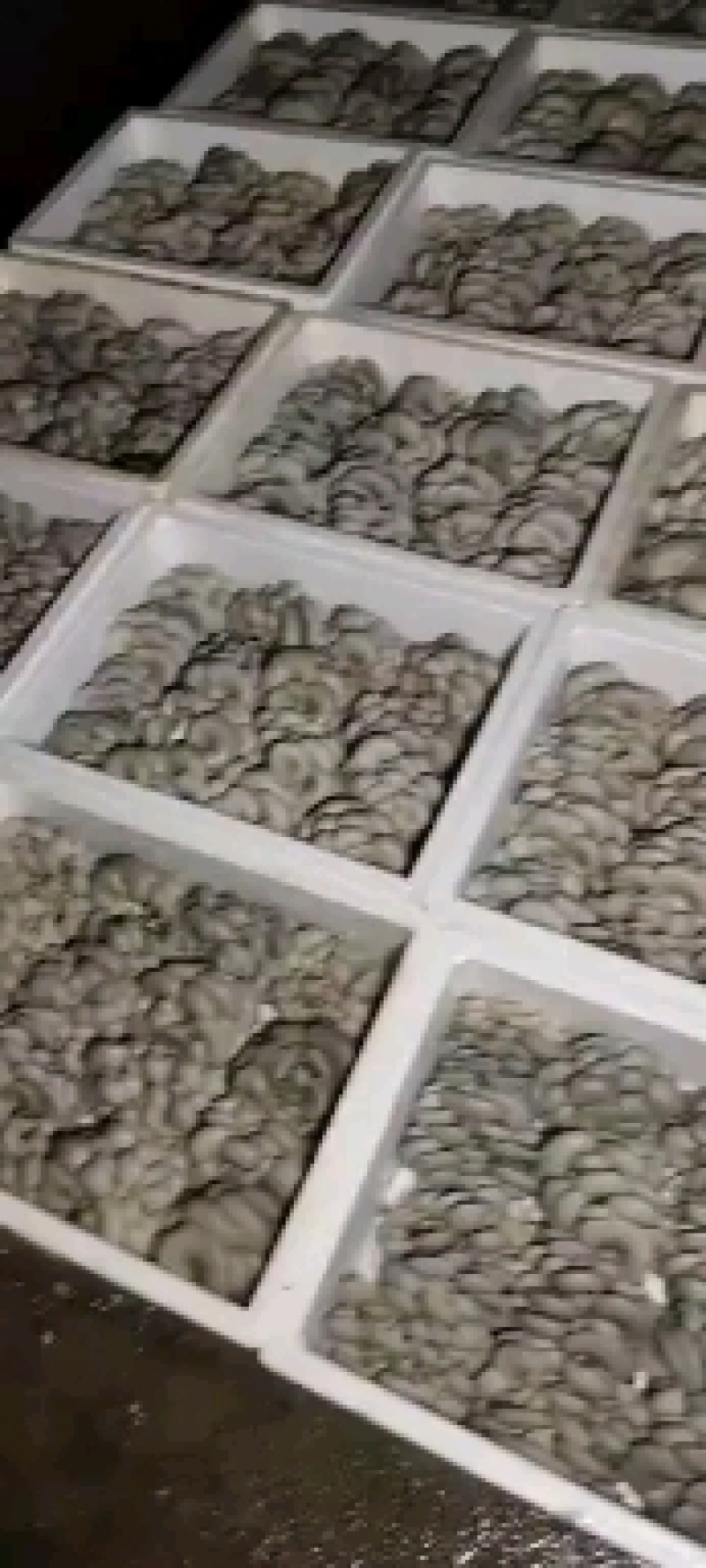 精品大叶蘑菇，开始预订，2天后发货