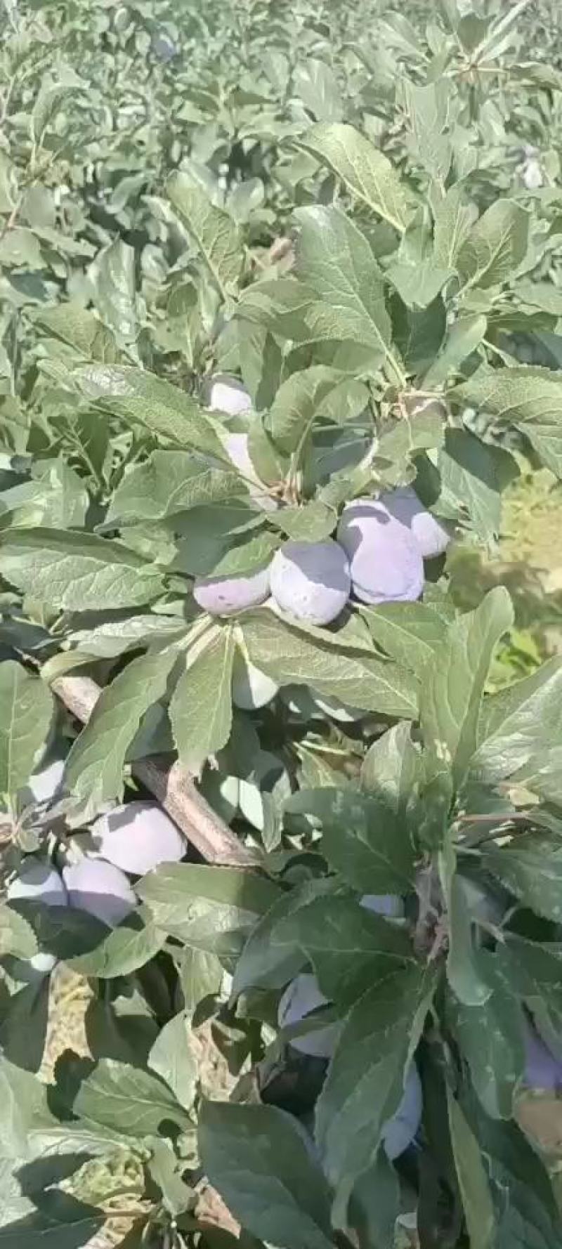 蓝西梅李子批发，陕西蓝西梅李子基地价格，篮西梅李子产地