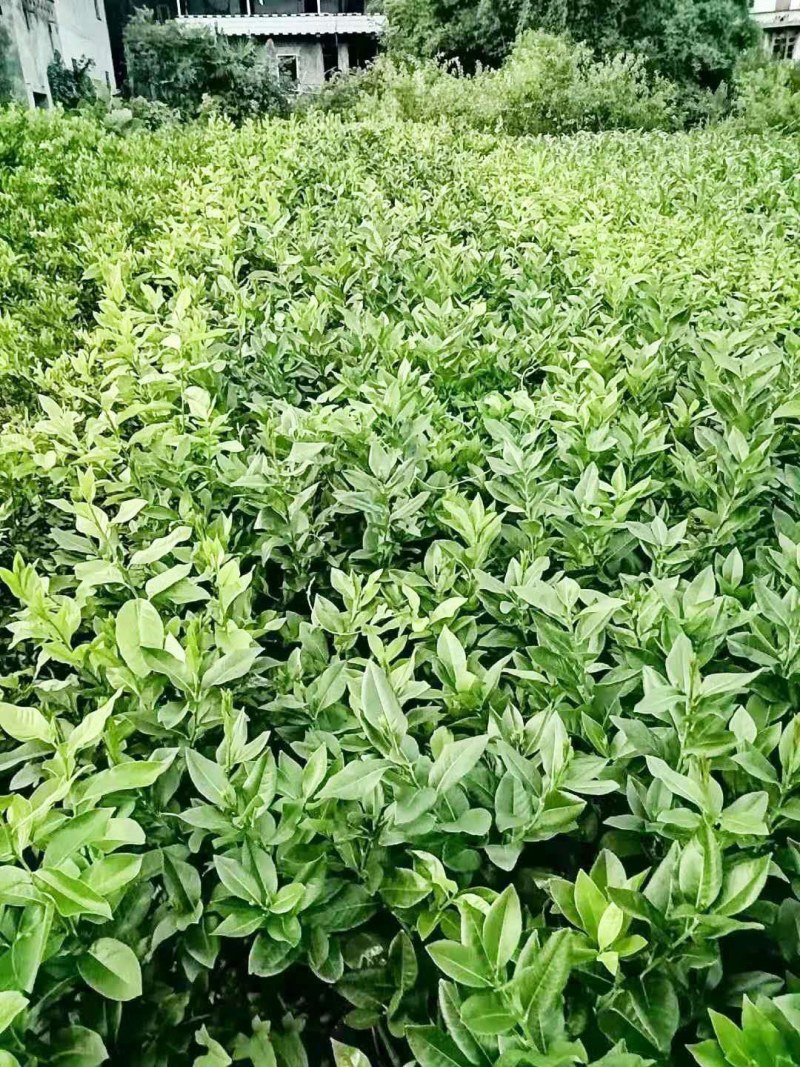 尤力克柠檬苗。美国优质柠檬品种。良种尤力克柠檬苗