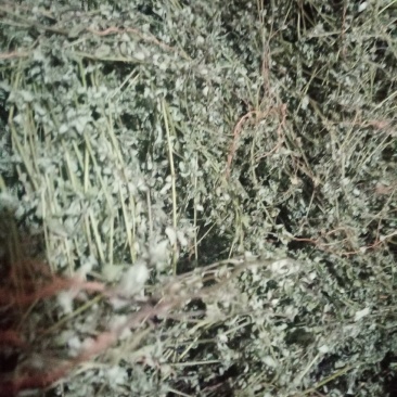 地锦草，铺地草，血风草，，奶浆草精选散装有大货，价格优惠