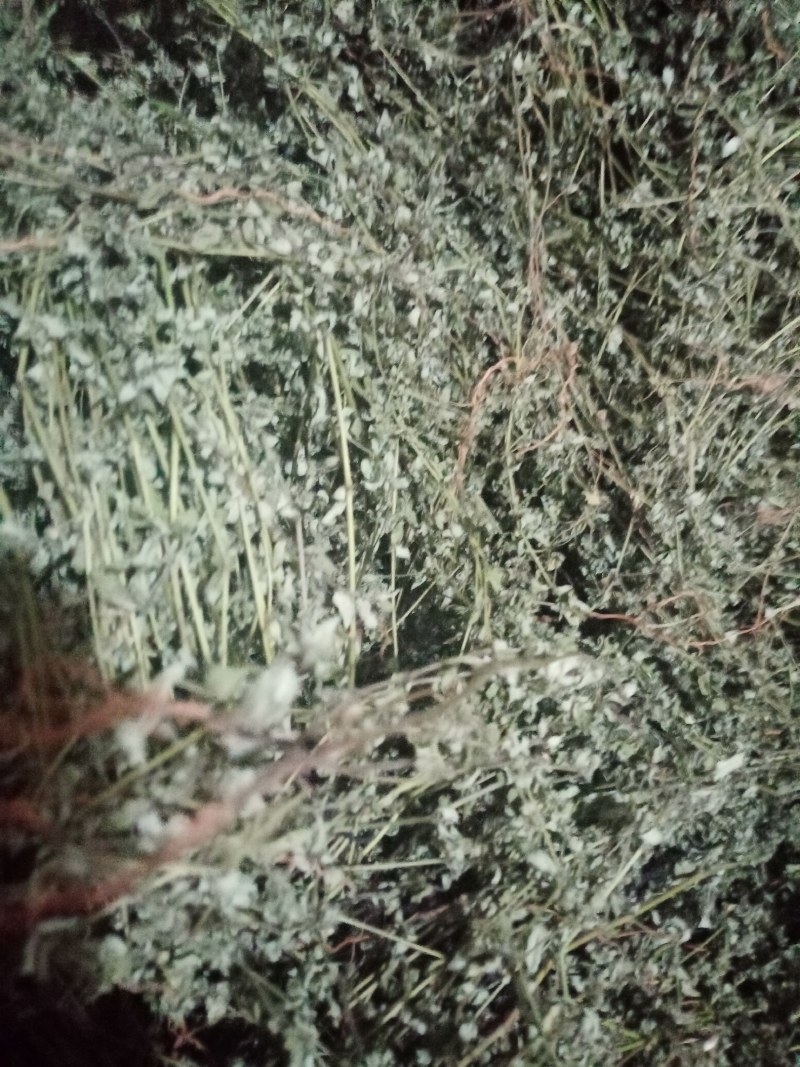 地锦草，铺地草，血风草，，奶浆草精选散装有大货，价格优惠