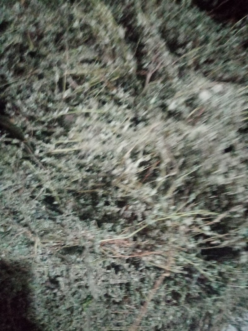 地锦草，铺地草，血风草，，奶浆草精选散装有大货，价格优惠