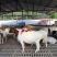 白山羊买十只送一只价格合适欢迎选购