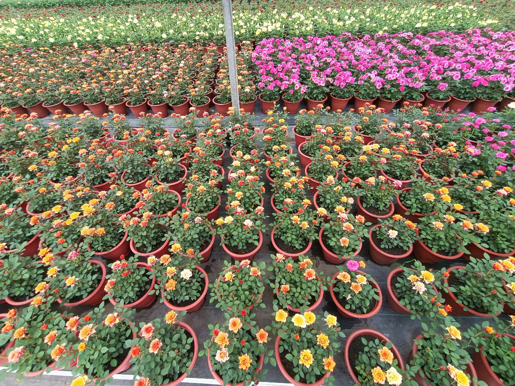 一个现代城市公寓的阳台,摆放着多个陶瓷花盆,种植着不同颜色的微型月季,包括黄色、白色和橙色品种,植株整齐开花,一位女性正在用喷壶浇水,阳光洒在叶片上,整体氛围温馨自然 家庭阳台月季盆栽场景