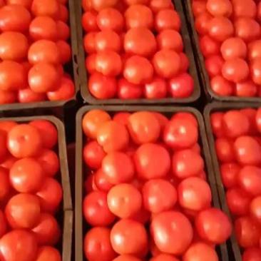 西红柿大量上市，有需要的商家联系。