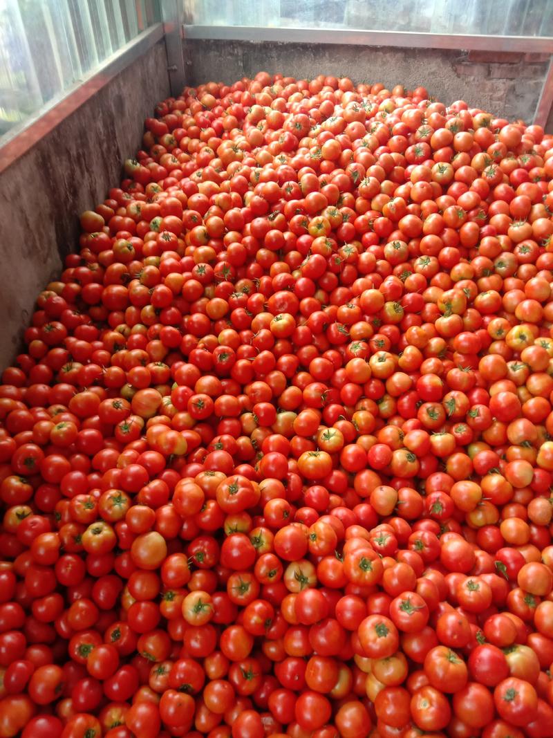 西红柿大量上市，有需要的商家联系。