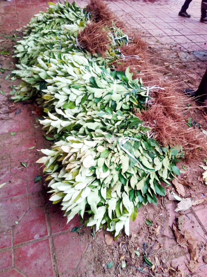 柚子苗，红心蜜柚苗，叶面清秀，无任何病虫害
