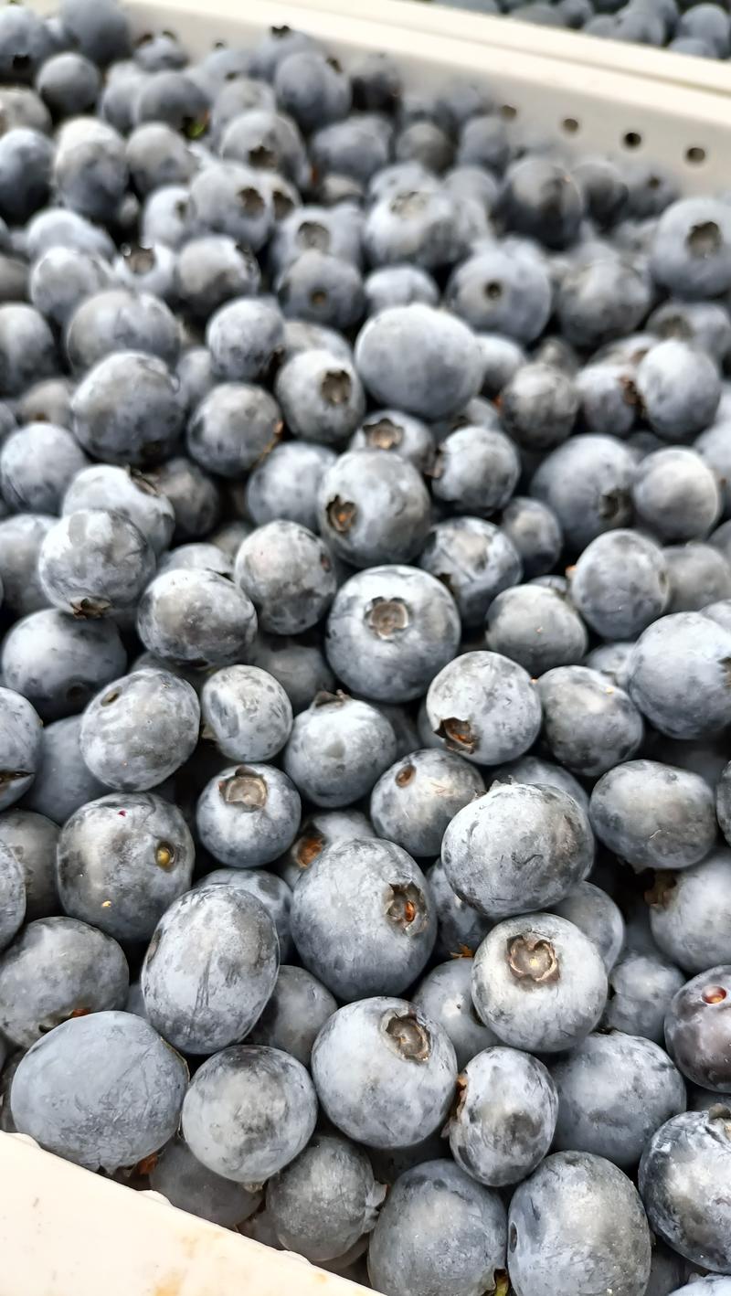 蓝莓基地最后一批鲜果出货，制作蓝莓果酱，制果酒，果干，冻