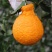 不知火柑橘苗，丑柑苗，叶面清秀，品种纯度保证