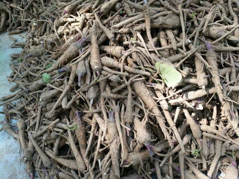 收购鲜白芷500吨，随时随地看货，现金收购，接受预订，