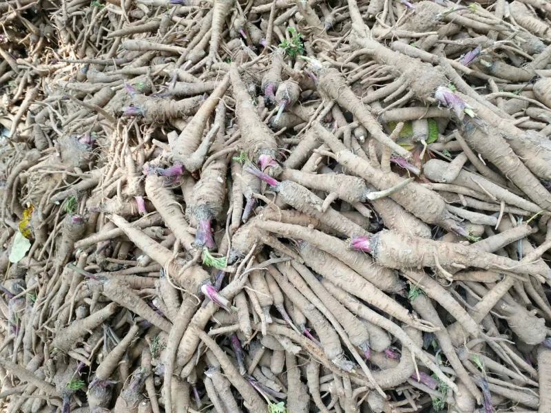 收购鲜白芷500吨，随时随地看货，现金收购，接受预订，
