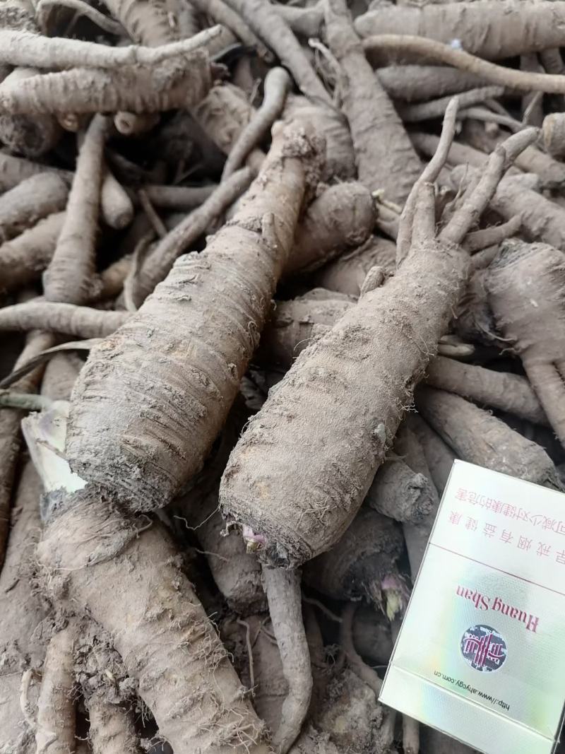 收购鲜白芷500吨，随时随地看货，现金收购，接受预订，