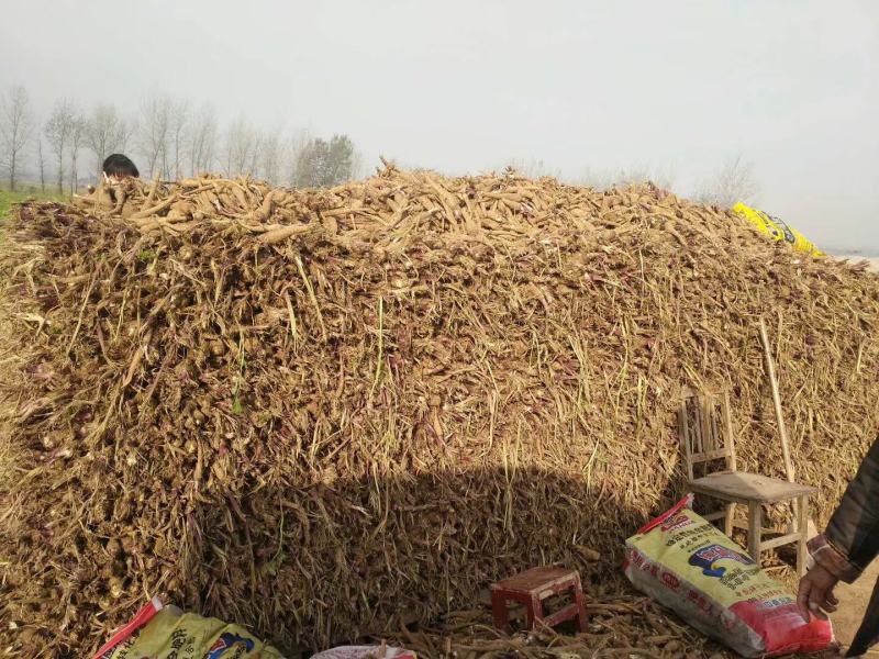 收购鲜白芷500吨，随时随地看货，现金收购，接受预订，