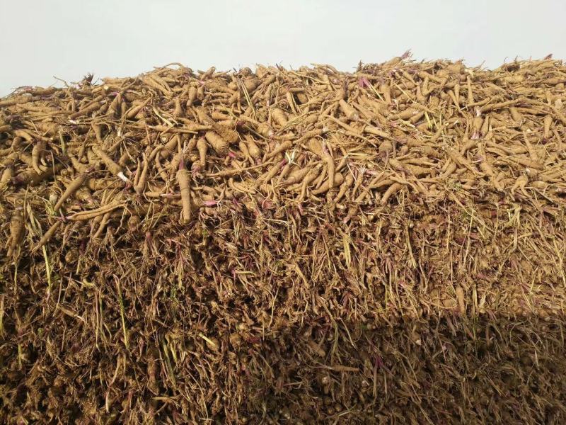 收购鲜白芷500吨，随时随地看货，现金收购，接受预订，