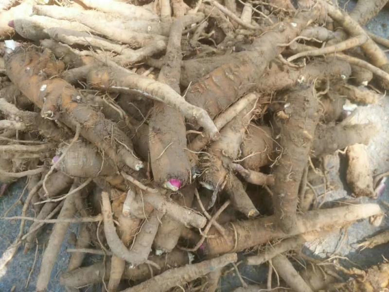 收购鲜白芷500吨，随时随地看货，现金收购，接受预订，