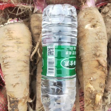 收购鲜白芷500吨，随时随地看货，现金收购，接受预订，