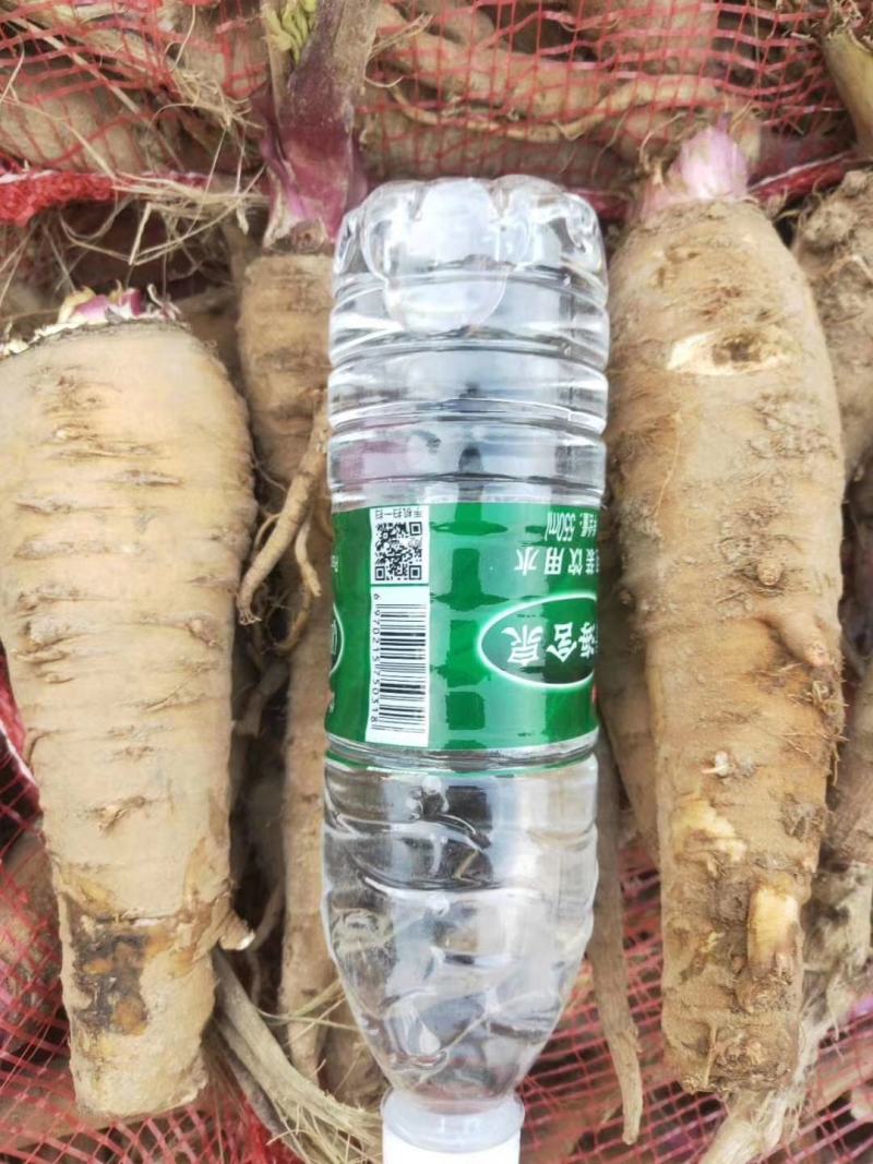 收购鲜白芷500吨，随时随地看货，现金收购，接受预订，