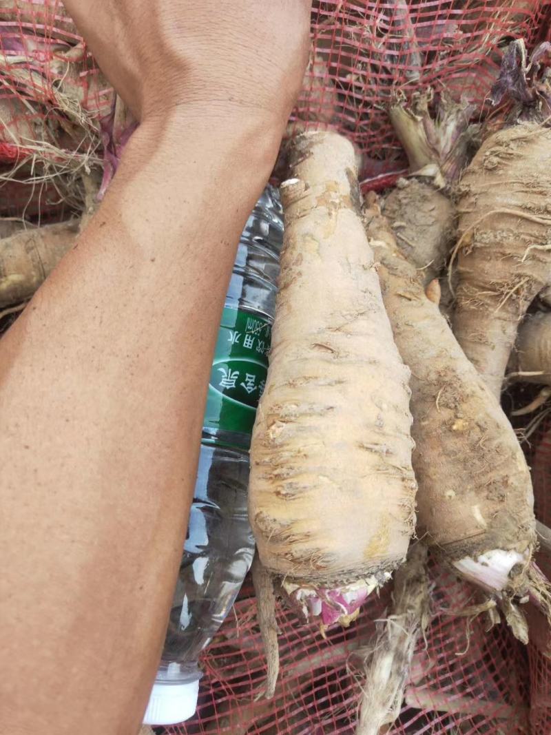 收购鲜白芷500吨，随时随地看货，现金收购，接受预订，