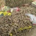 收购鲜白芷500吨，随时随地看货，现金收购，接受预订，