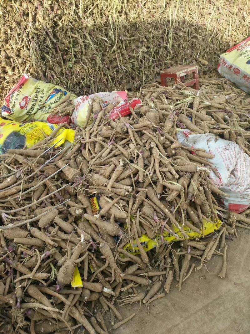 收购鲜白芷500吨，随时随地看货，现金收购，接受预订，