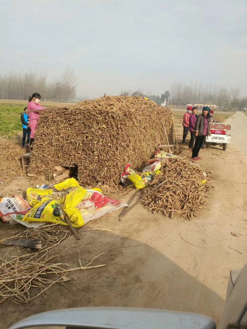 收购鲜白芷500吨，随时随地看货，现金收购，接受预订，