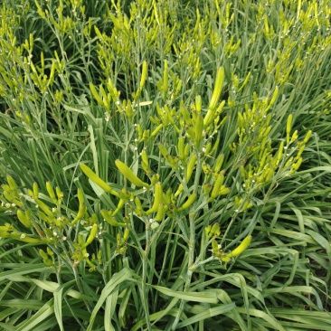 黄花菜苗，黄花菜秧子金针菜苗萱草四季易种