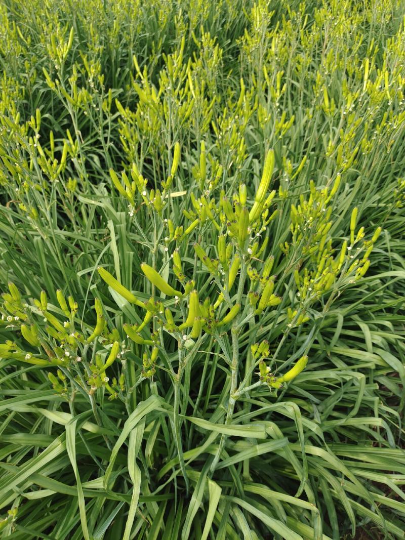 黄花菜苗，黄花菜秧子金针菜苗萱草四季易种