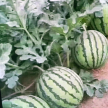 西瓜8424美都大量出售保质保量
