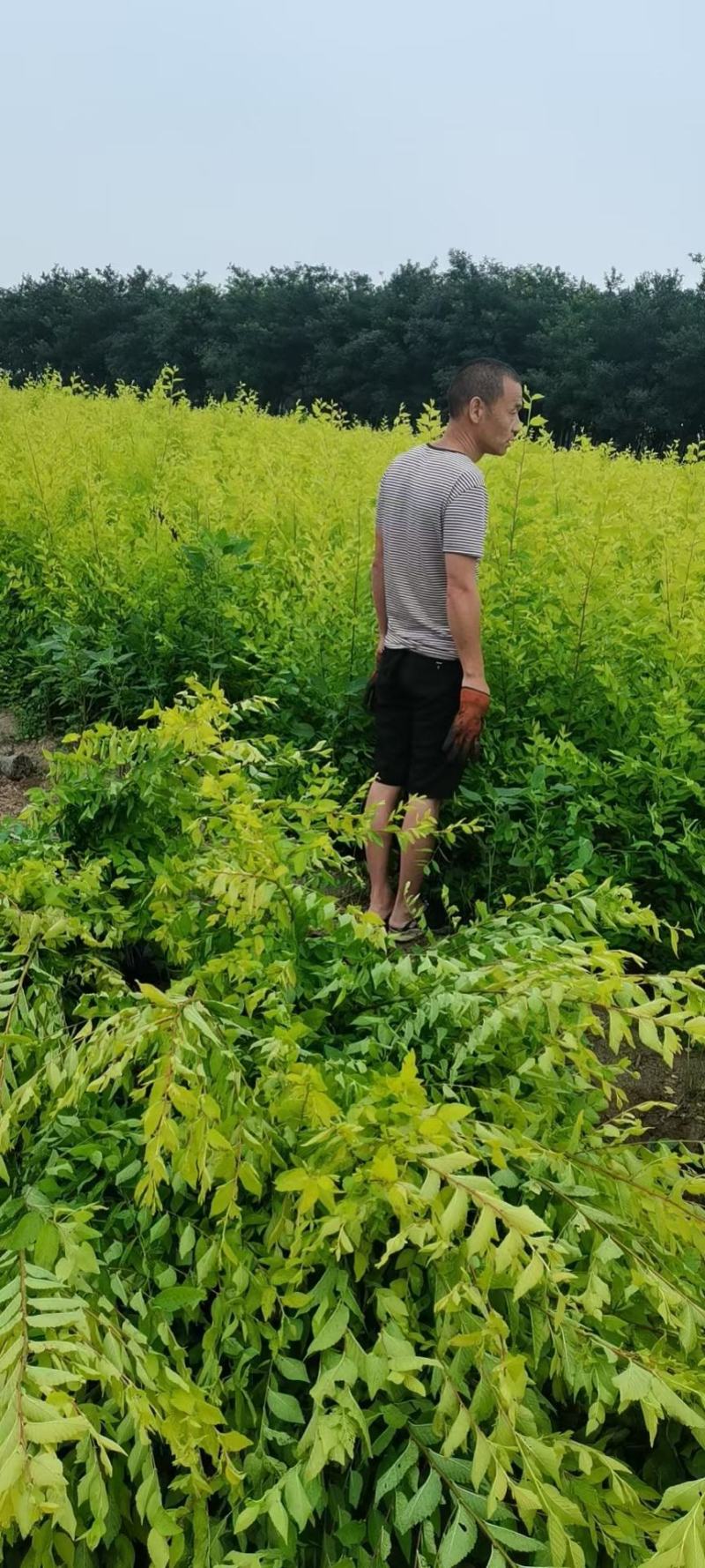 营养杯金叶榆价格河北绿曦苗圃场，金叶榆绿篱