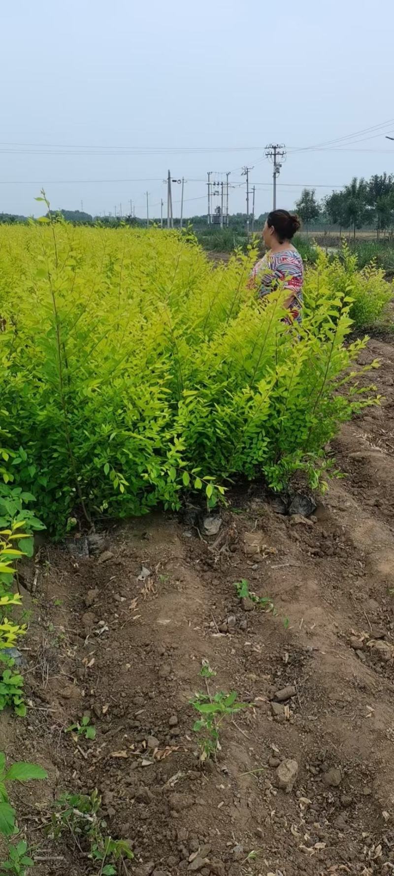营养杯金叶榆价格河北绿曦苗圃场，金叶榆绿篱