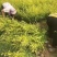 营养杯金叶榆价格河北绿曦苗圃场，金叶榆绿篱