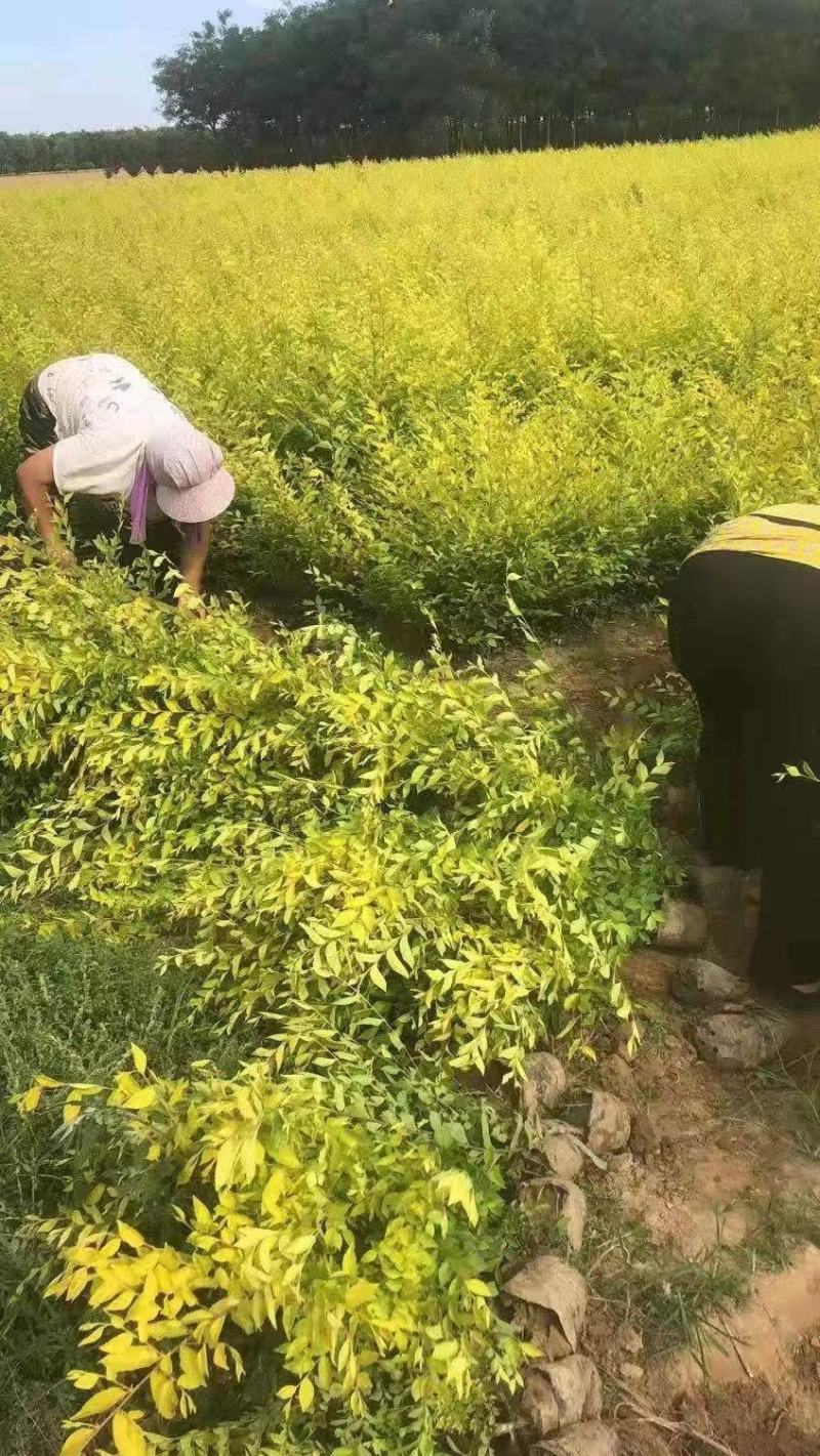 营养杯金叶榆价格河北绿曦苗圃场，金叶榆绿篱