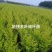 营养杯金叶榆价格河北绿曦苗圃场，金叶榆绿篱