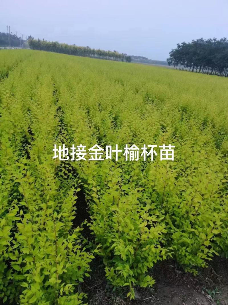 营养杯金叶榆价格河北绿曦苗圃场，金叶榆绿篱