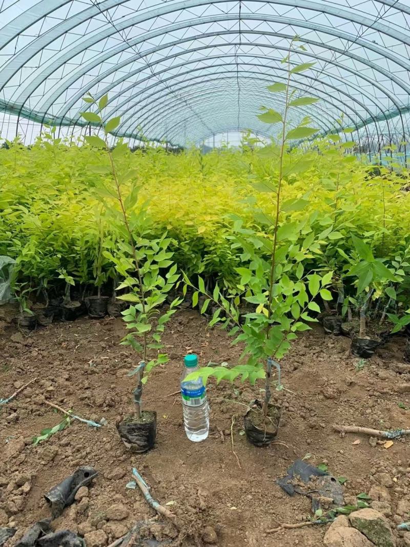 营养杯金叶榆价格河北绿曦苗圃场，金叶榆绿篱