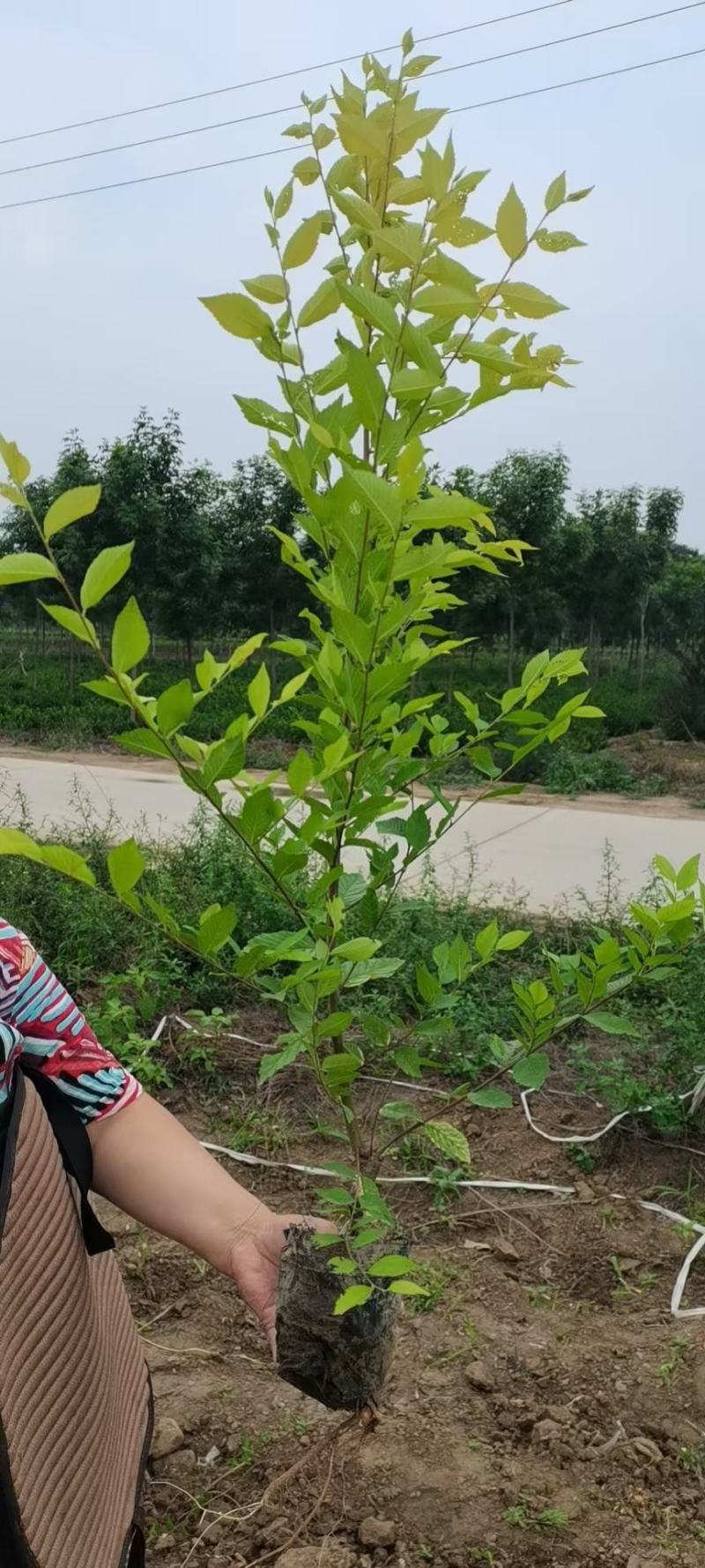 营养杯金叶榆价格河北绿曦苗圃场，金叶榆绿篱
