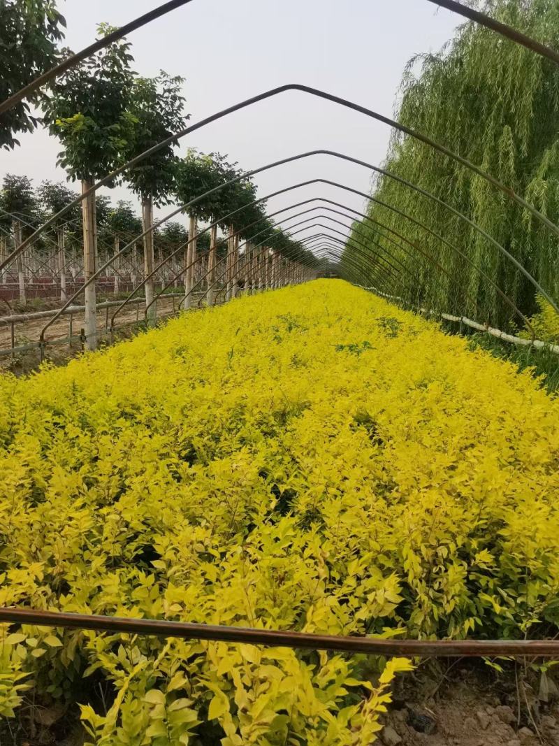 营养杯金叶榆价格河北绿曦苗圃场，金叶榆绿篱