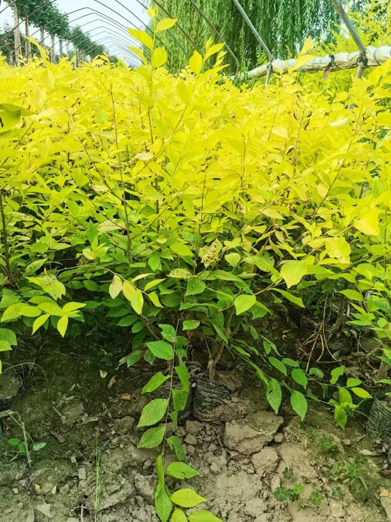 营养杯金叶榆价格河北绿曦苗圃场，金叶榆绿篱