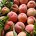 山东精品春雪，突围，大红桃，油桃大量上市，产地直供，一手