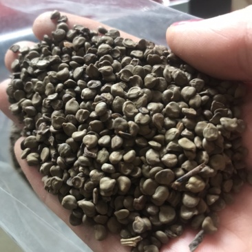 望江南望江南子羊角豆山绿豆实物拍摄