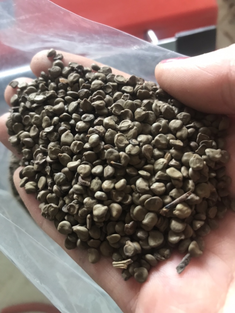 望江南望江南子羊角豆山绿豆实物拍摄