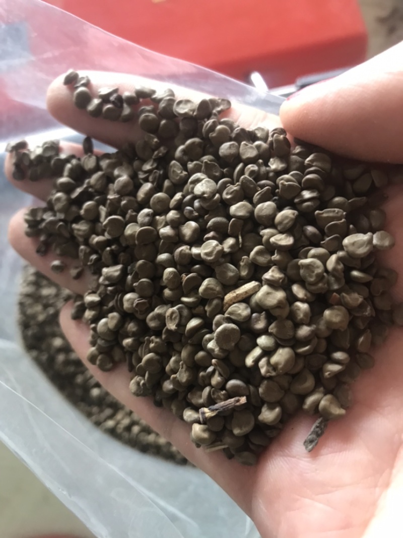 望江南望江南子羊角豆山绿豆实物拍摄