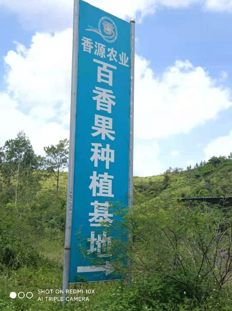 浦北县百香果