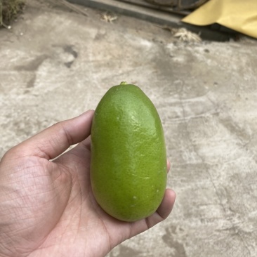 台湾香水柠檬