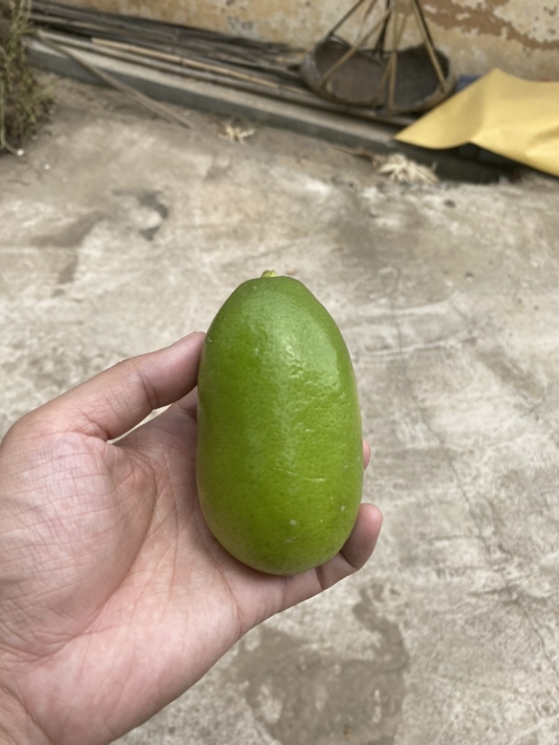台湾香水柠檬