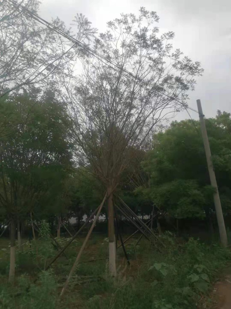 槐树，一级树15公分